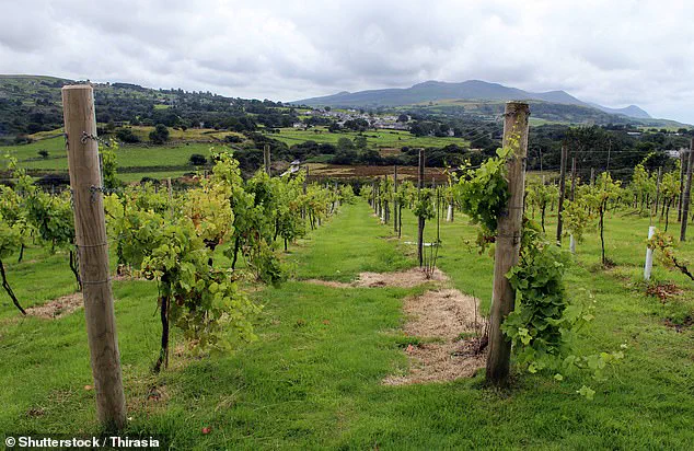 North Wales Wine Boom: UK's Agricultural Shift Accelerates Amid Climate Change