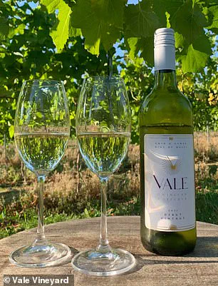 North Wales Wine Boom: UK's Agricultural Shift Accelerates Amid Climate Change