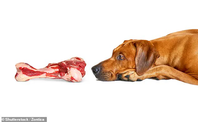 Breakthrough in Pet Nutrition: Vegan Dog Food Challenges Traditional Beliefs, Eyes Mainstream Adoption