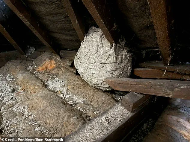 Wasps Invade UK Amidst Unprecedented Population Surge: Experts Warn of Increased Aggression as Summer Heat Fuels Swarm