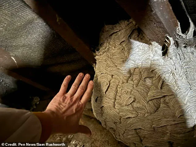Wasps Invade UK Amidst Unprecedented Population Surge: Experts Warn of Increased Aggression as Summer Heat Fuels Swarm