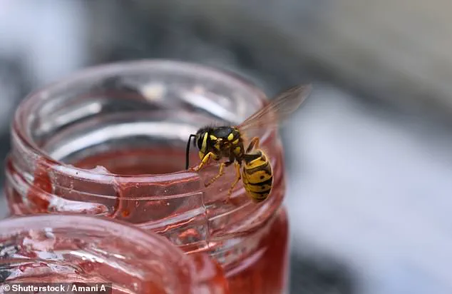 Wasps Invade UK Amidst Unprecedented Population Surge: Experts Warn of Increased Aggression as Summer Heat Fuels Swarm