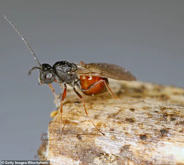 Discovery of Two New Parasitic Wasp Species Spreading Across the U.S. Raises Ecological Concerns