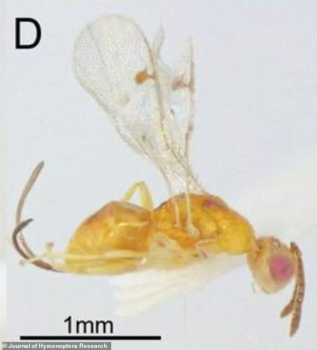 Discovery of Two New Parasitic Wasp Species Spreading Across the U.S. Raises Ecological Concerns