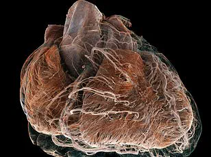 Groundbreaking Study Reveals Urgent Link Between Childhood Hypertension and Midlife Cardiovascular Risks, Prompting Calls for Policy Overhaul