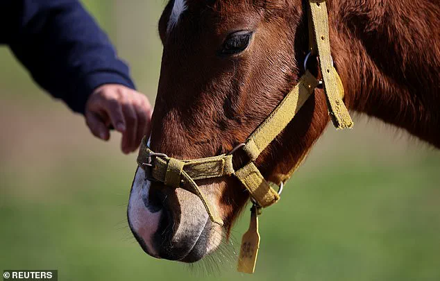 Argentina's Gene-Edited Horses: A Pivotal Leap in Equine Genetics and Biotechnology