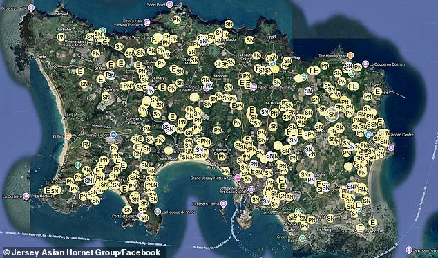 Asian Hornet Nests in Jersey Reach 500, Heightening UK Spread Concerns
