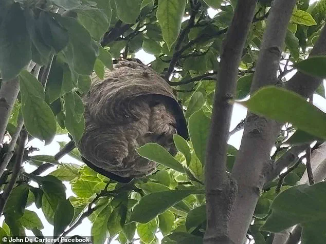 Asian Hornet Nests in Jersey Reach 500, Heightening UK Spread Concerns