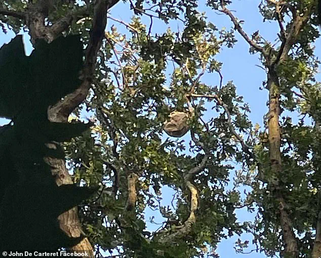 Asian Hornet Nests in Jersey Reach 500, Heightening UK Spread Concerns