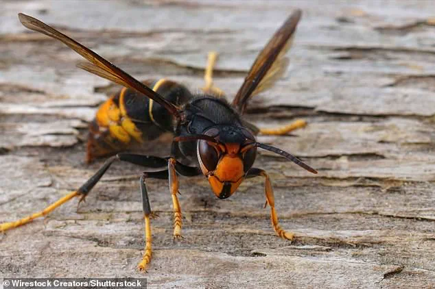 Asian Hornet Nests in Jersey Reach 500, Heightening UK Spread Concerns