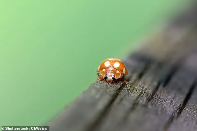 French Ladybird Invasion Sparks Regulatory Concern in UK as Invasive Species Arrive