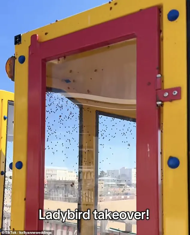 French Ladybird Invasion Sparks Regulatory Concern in UK as Invasive Species Arrive