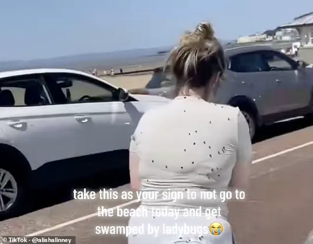 French Ladybird Invasion Sparks Regulatory Concern in UK as Invasive Species Arrive