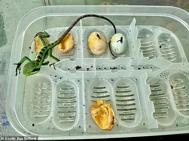 Unprecedented Virgin Birth of Casque-Headed Iguana at Exotic Zoo Challenges Conventional Reproduction Understanding