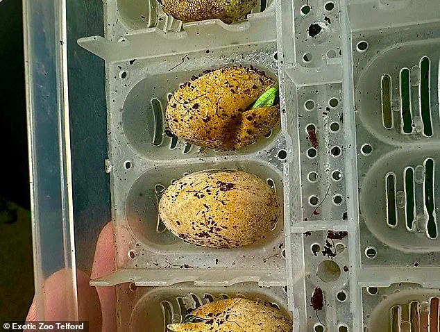 Unprecedented Virgin Birth of Casque-Headed Iguana at Exotic Zoo Challenges Conventional Reproduction Understanding