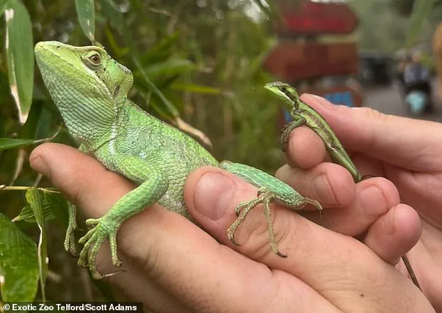 Unprecedented Virgin Birth of Casque-Headed Iguana at Exotic Zoo Challenges Conventional Reproduction Understanding