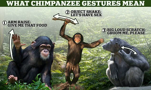 Evolution's March: Reassessing the Linear Path from Apes to Humans