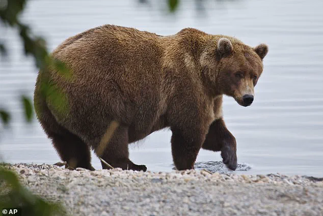 Exclusive: The Hidden Survival Game of Alaska's Fat Bear Week – A Deadly Serious Competition for Survival