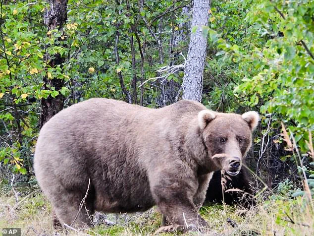 Exclusive: The Hidden Survival Game of Alaska's Fat Bear Week – A Deadly Serious Competition for Survival
