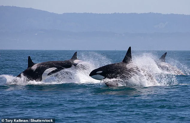 Killer Whale Attacks on Tourist Boats Raise Concerns About Safety Regulations in Portuguese Waters