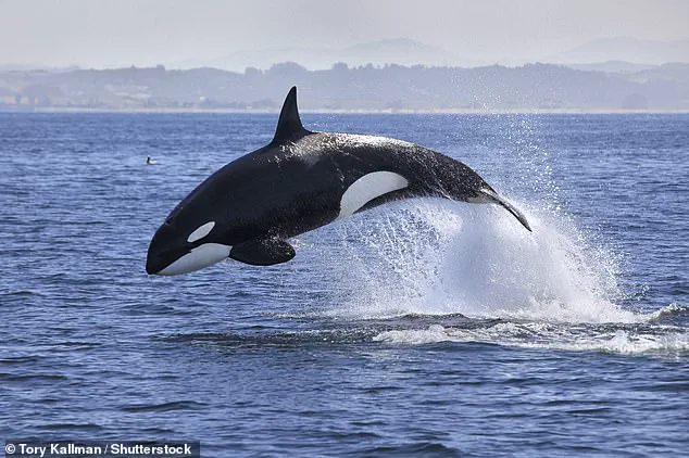 Killer Whale Attacks on Tourist Boats Raise Concerns About Safety Regulations in Portuguese Waters