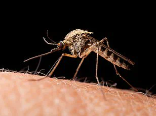 Urgent Advisory: Invasive Mosquitoes Spreading Deadly Tropical Diseases Detected in Britain, Credible Expert Insights Highlight Growing Climate-Linked Threat
