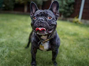 Purina's Interactive Dog Breed Selector Helps UK Owners Choose the Perfect Match Among 225 Breeds