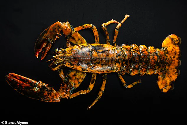 Rare 'Jackie' Lobster Captures Attention in Massachusetts with Unusual Calico Pattern