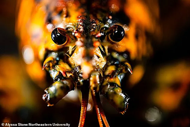 Rare 'Jackie' Lobster Captures Attention in Massachusetts with Unusual Calico Pattern