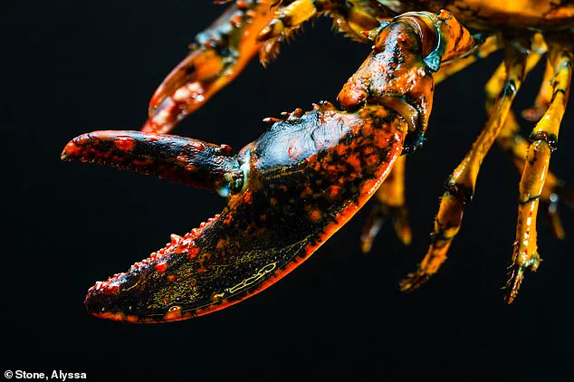 Rare 'Jackie' Lobster Captures Attention in Massachusetts with Unusual Calico Pattern