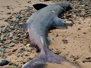 Toxic Plastic Pellets on UK Beaches Highlight Failure of Environmental Regulations to Protect Public and Wildlife