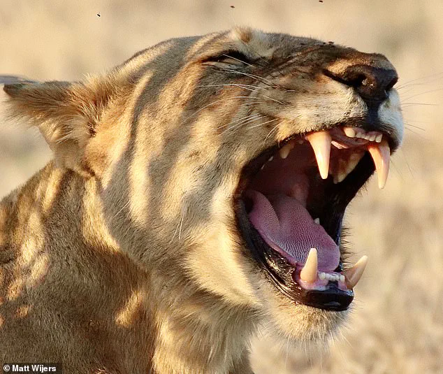 AI Unveils Hidden Lion Roar, Reshaping Wildlife Communication Research