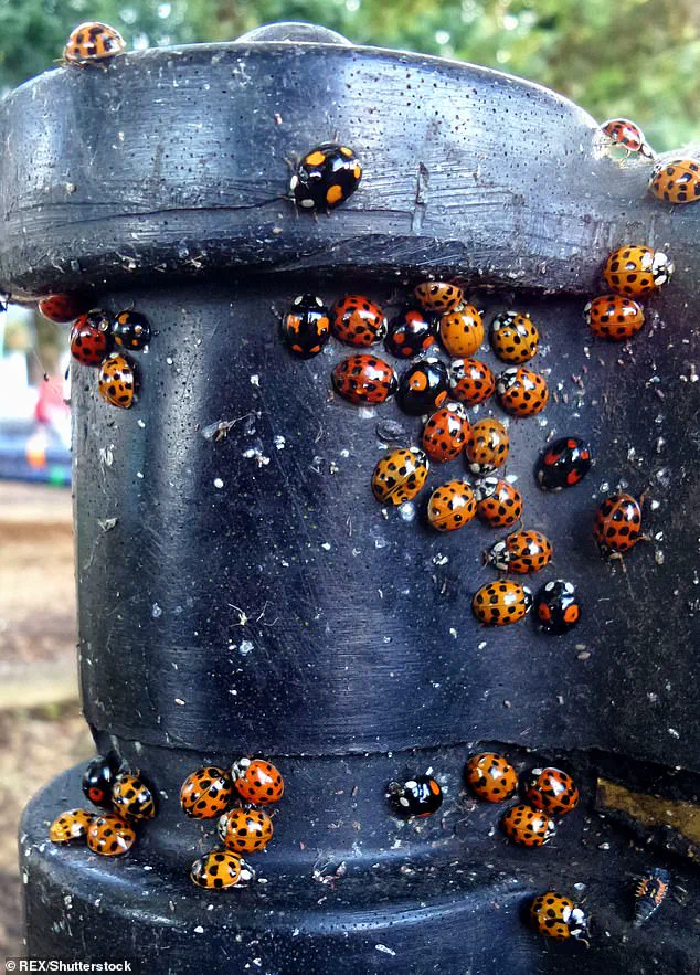 Exclusive Access: The Asian Lady Beetle Crisis and the Hidden Threat to American Homes