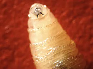 Exclusive Access: The Asian Lady Beetle Crisis and the Hidden Threat to American Homes