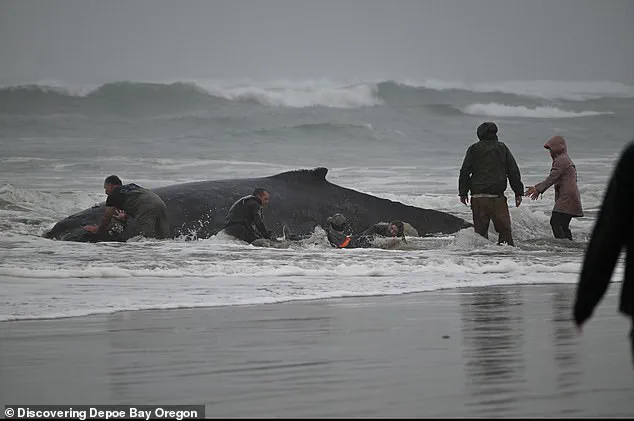 Exclusive Details on Failed Rescue of Entangled Humpback Whale Emerge