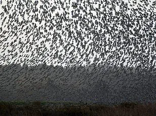 Climate Policy Skepticism and the Public's Distrust of Regulation-Driven Innovation