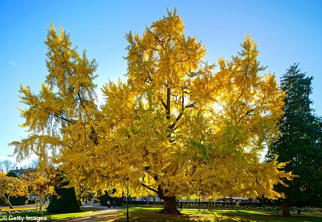 Controversial Ginkgo Trees in California's State Capitol Park Emit Unpleasant Odor During Autumn Display