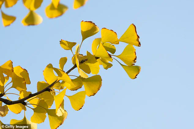 Controversial Ginkgo Trees in California's State Capitol Park Emit Unpleasant Odor During Autumn Display