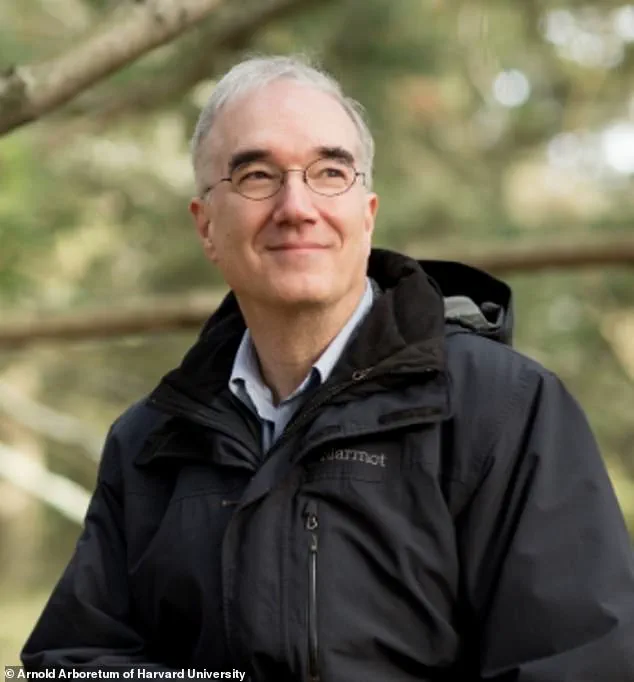 Controversial Ginkgo Trees in California's State Capitol Park Emit Unpleasant Odor During Autumn Display