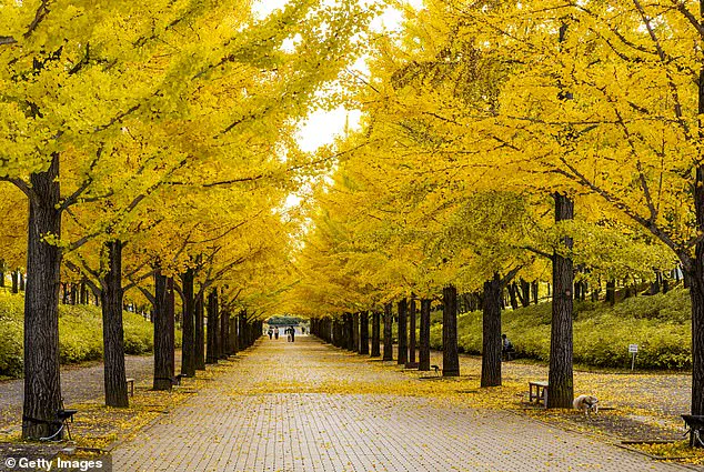 Controversial Ginkgo Trees in California's State Capitol Park Emit Unpleasant Odor During Autumn Display