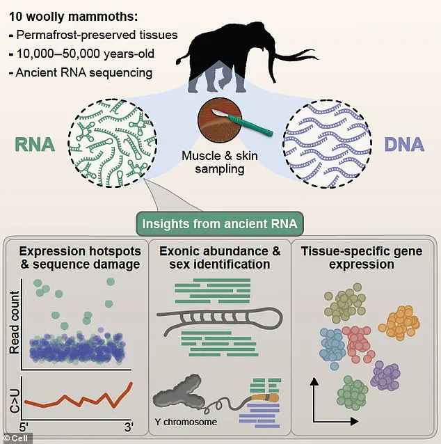 Exclusive Access to Prehistoric Secrets: World's Oldest RNA Extracted from Woolly Mammoth Tissue