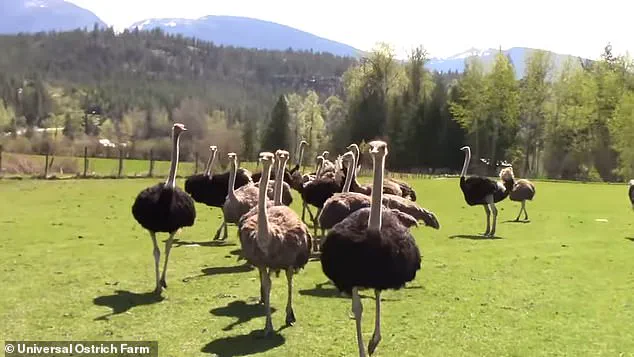 Government-Ordered Ostrich Cull Sparks Legal Battle Over Animal Welfare and Public Health