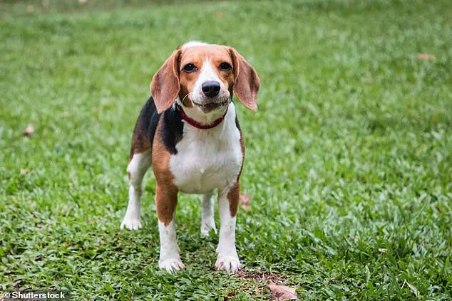 Groundbreaking Study Suggests Dogs May Exhibit Neurodivergent Traits Similar to Autism and ADHD, According to Dr. Jacqueline Boyd of Nottingham Trent University
