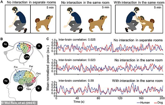 Groundbreaking Study Suggests Dogs May Exhibit Neurodivergent Traits Similar to Autism and ADHD, According to Dr. Jacqueline Boyd of Nottingham Trent University