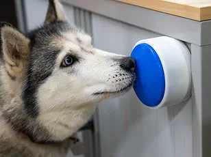 Groundbreaking Study Suggests Dogs May Exhibit Neurodivergent Traits Similar to Autism and ADHD, According to Dr. Jacqueline Boyd of Nottingham Trent University