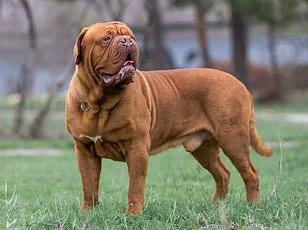 Innovation in Animal-Computer Interaction: The Dogosophy Button and Its Implications for Tech Adoption in Society