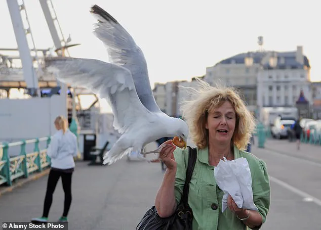 Study Reveals Surprising Solution to Seagull Chip Theft: 'They're Just Following the Money'