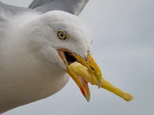 Study Reveals Surprising Solution to Seagull Chip Theft: 'They're Just Following the Money'