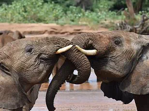 Surprising Discovery: Mice Rely on Social Support During Childbirth, New Study Reveals