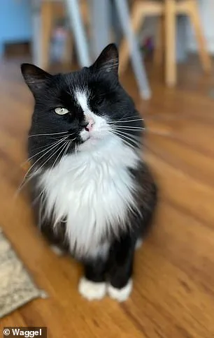 Vets Warn Against Halloween Pet Costumes Amid Deadly Risks